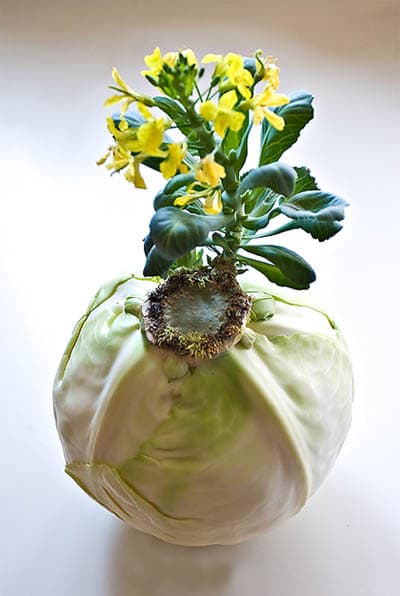 Cabbage Kolobok F1